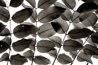 Picture of BRANCHES AND LEAVES I