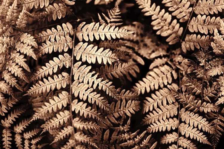 Picture of FALL FERN