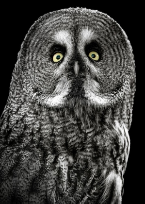 Picture of OWL STARE