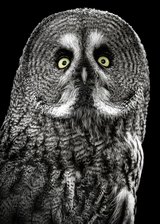 Picture of OWL STARE