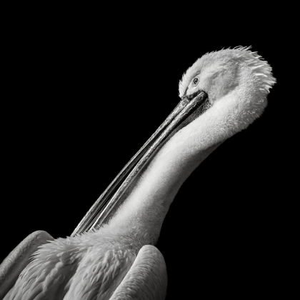 Picture of PELICAN