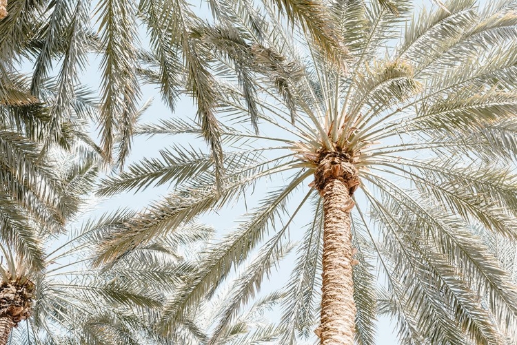 Picture of PALM TREES WITH BLUE SKY