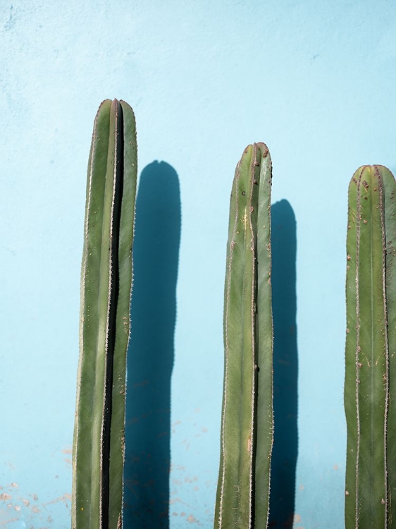 Picture of CACTI ON LIGHT BLUE | OAXACA MEXICO