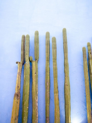 Picture of TALL CACTI ON BLUE | OAXACA MEXICO TRAVEL