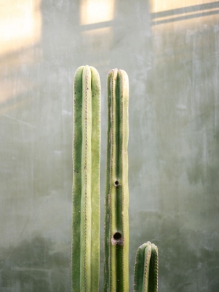 Picture of GREENS AND GREY | CACTI IN OAXACA MEXICO