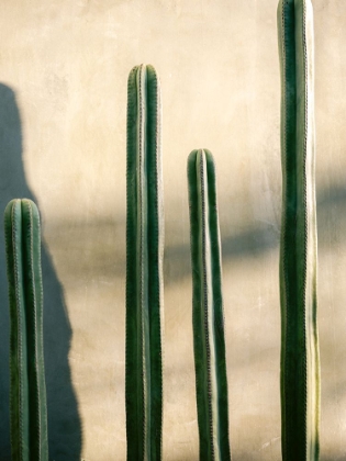 Picture of OAXACA SHADES OF GREEN | MEXICO TRAVEL PHOTOGRAPHY