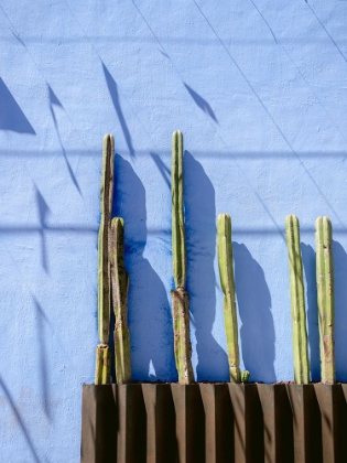 Picture of TALL CACTI | OAXACA MEXICO TRAVEL PHOTOGRAPHY