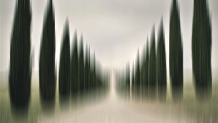 Picture of TUSCANY CYPRESSES