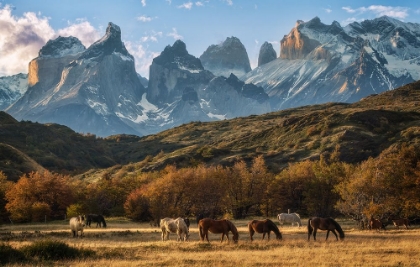 Picture of WILD HORSES AT PAINE NP