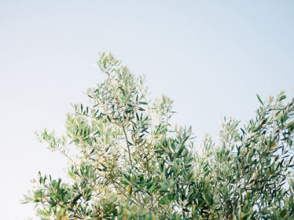 Picture of OLIVES IN OSTUNI | ITALY TRAVEL PHOTOGRAPHY