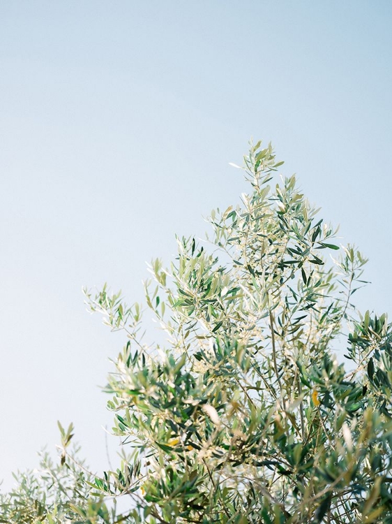 Picture of OLIVES IN OSTUNI | ITALY TRAVEL PHOTOGRAPHY