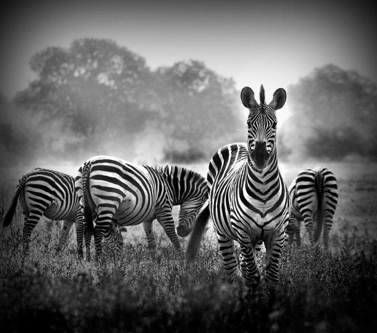 Picture of STALLION IN A PIN STRIPE SUIT