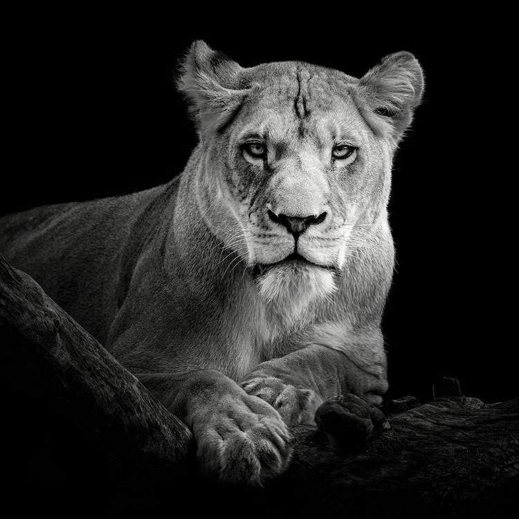 Picture of LIONESS