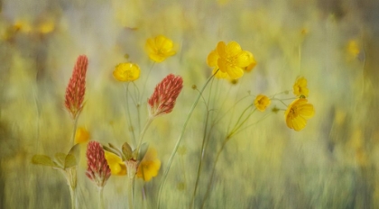 Picture of FIELD FLOWERS