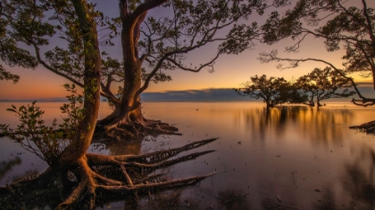 Picture of DAWN AT NUDGEE BEACH