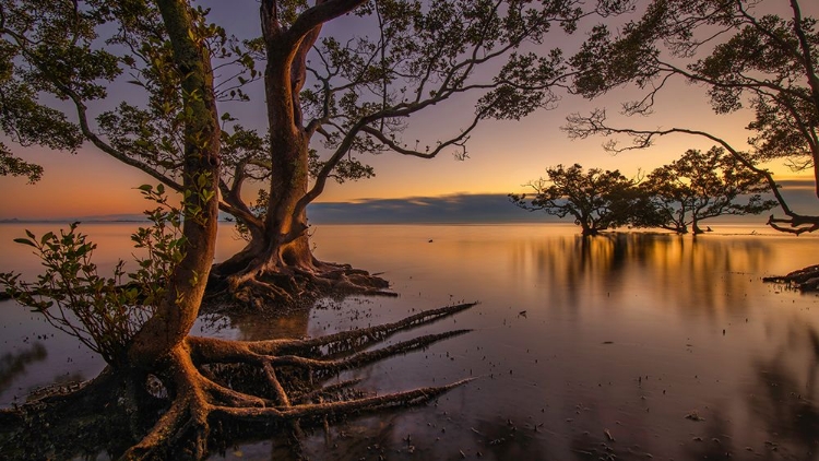 Picture of DAWN AT NUDGEE BEACH