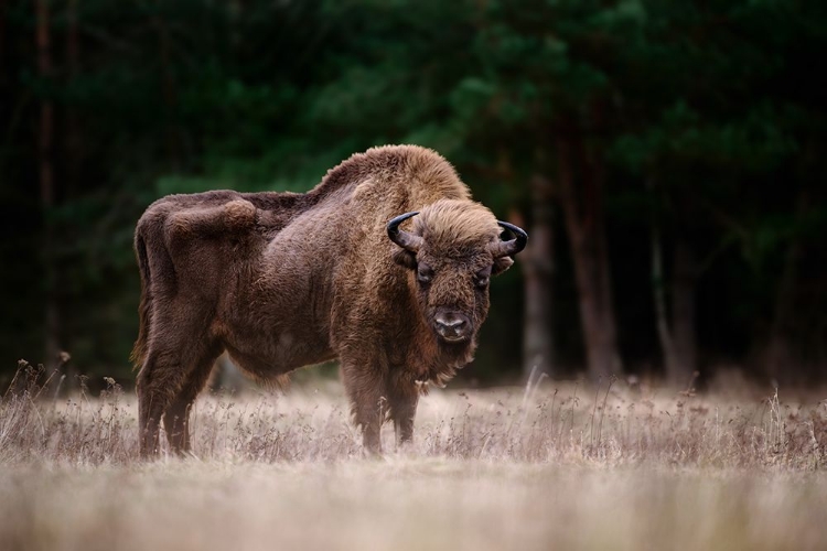 Picture of EUROPEAN BISON