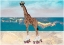 Picture of GIRAFFE ROLLERSKATING ON THE BEACH LANDSCAPE