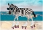 Picture of ZEBRA ROLLERSKATING ON THE BEACH LANDSCAPE