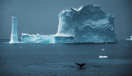 Picture of ANTARCTICA | WHALE TAIL