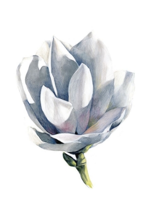 Picture of MAGNOLIA ELISA ODENWALD