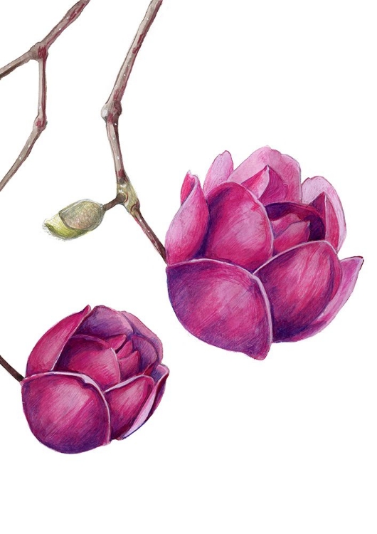 Picture of MAGNOLIA BLACK TULIP