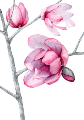 Picture of MAGNOLIA FAIRY BLUSH