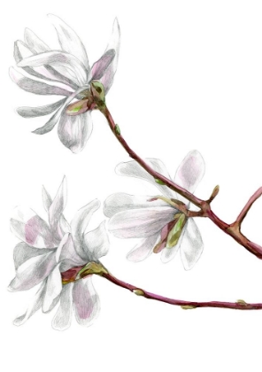 Picture of MAGNOLIA KOBUS