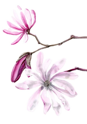 Picture of MAGNOLIA LEONARD MESSEL