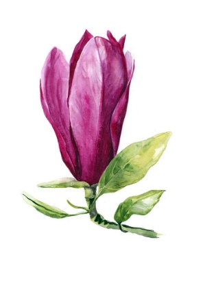 Picture of MAGNOLIA NIGRA