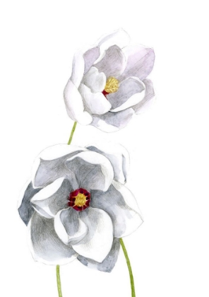 Picture of MAGNOLIA SIEBOLDI PLENA