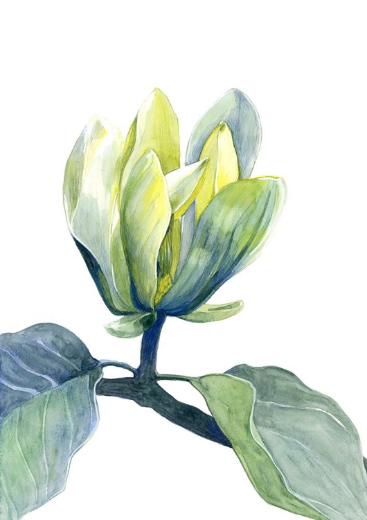 Picture of MAGNOLIA ACUMINATA BLUE