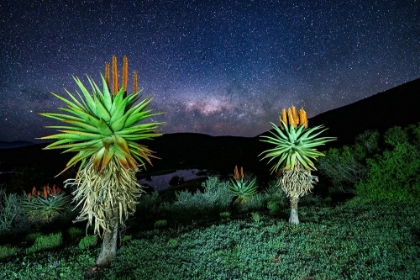 Picture of ALOES UNDER THE STARS