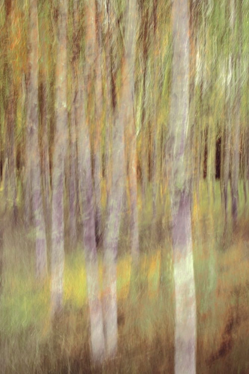 Picture of BIRCH IN SPRINGLIGHT