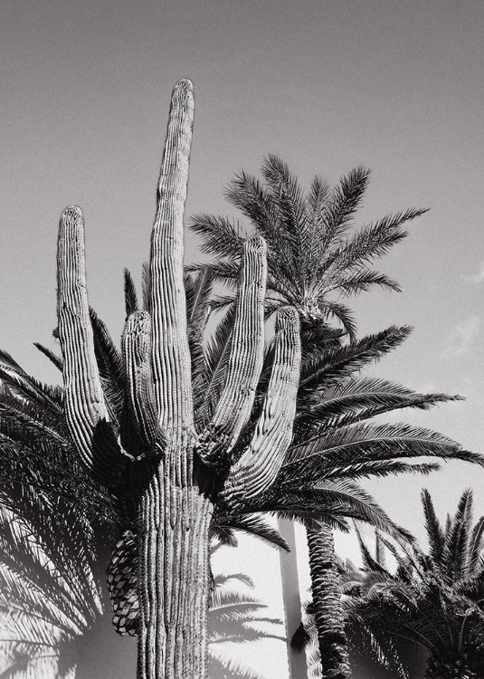 Picture of CACTUS BW LAS VEGAS