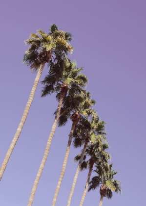 Picture of LAS VEGAS PALM TREES