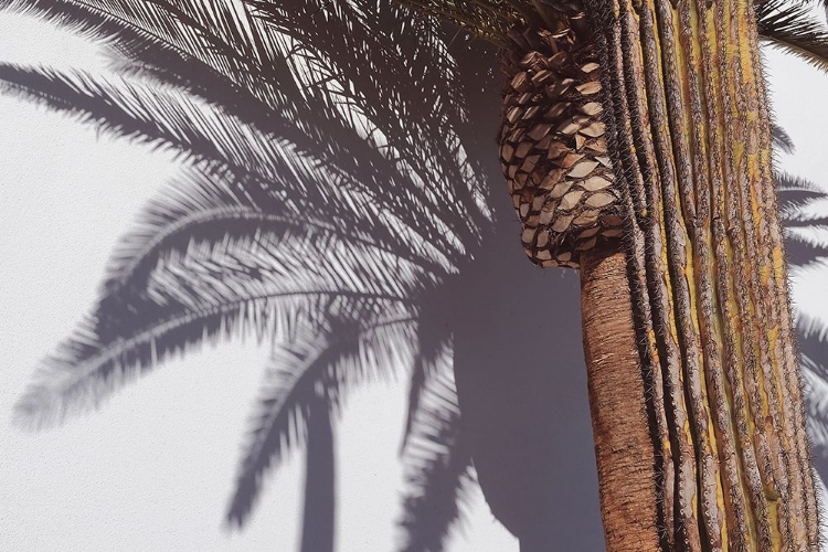 Picture of LAS VEGAS SHADOWS PALM TREE