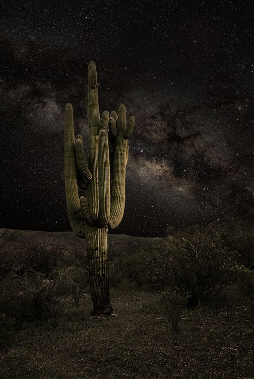 Picture of DESERT NIGHT