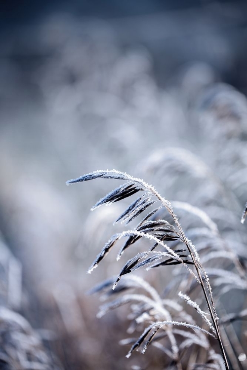 Picture of FROSTY MORNING 5