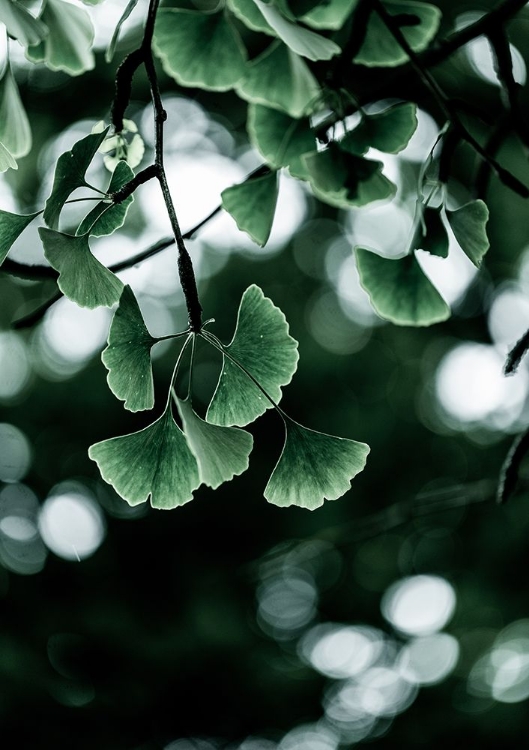 Picture of GINKO 1