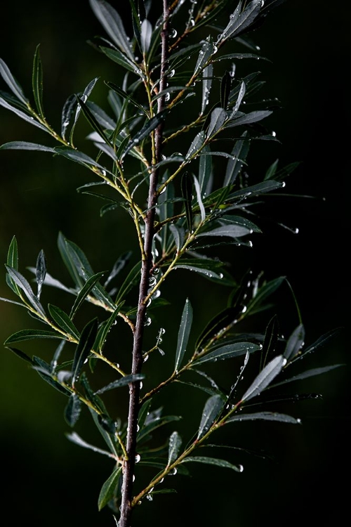 Picture of WINTER BRANCHES 6