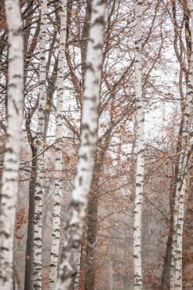 Picture of BIRCH TREES 6