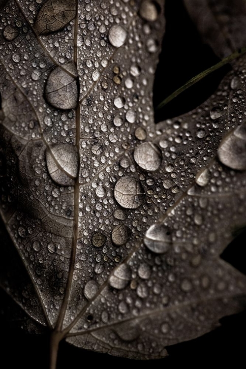 Picture of RAINY FALL