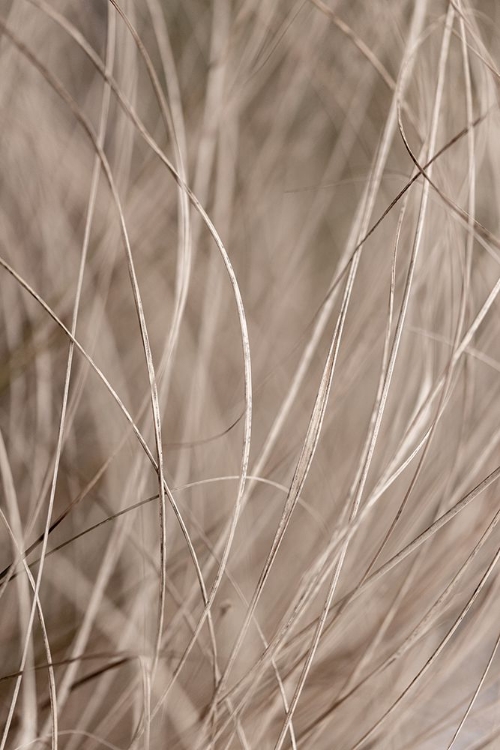 Picture of SUMMER GRASS 3