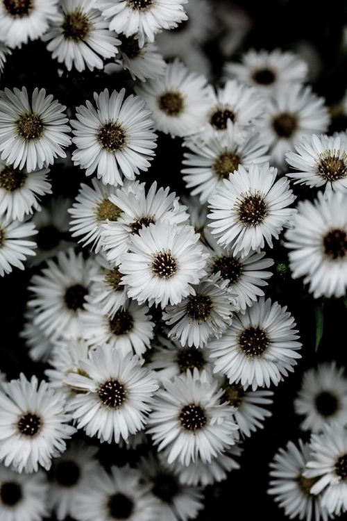 Picture of TINY FLOWERS 3