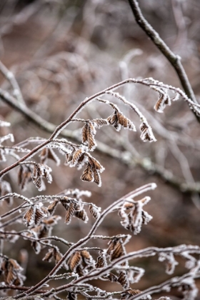 Picture of WINTER BRANCHES 18