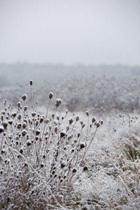 Picture of WINTER FIELD 4