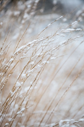 Picture of WINTER GRASS