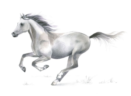 Picture of HORSE  STUDY