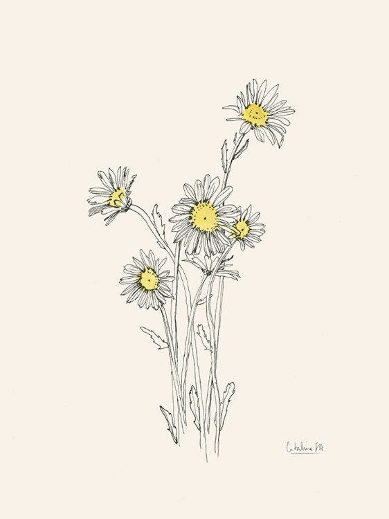 Picture of DAISIES INK DRAWING